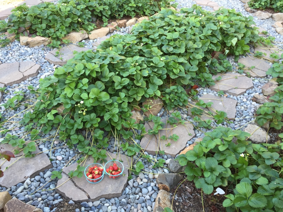 lots of strawberries