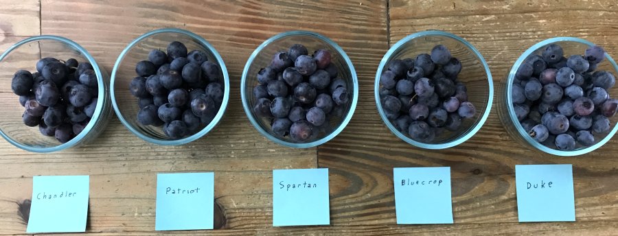  Different types of blueberries: